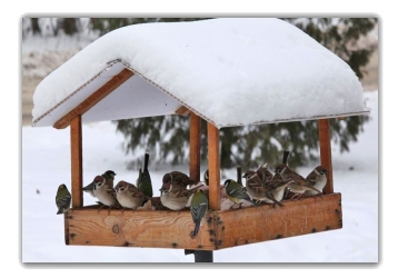 Картинки по запросу зима - випробування для птахів